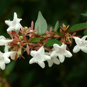 ABELIA GRANDIFLORA / NAGYVIRÁGÚ ABÉLIA