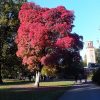 Japán juhar – Acer palmatum fajták