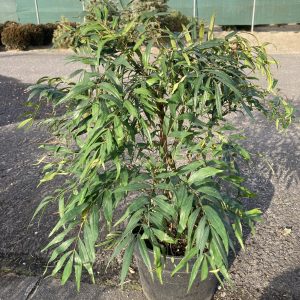 MAHONIA SWEET WINTER / MAHÓNIA 'SWEET WINTER'