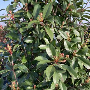 PHOTINIA FRASERIRED / VÖRÖS KORALLBERKENYE