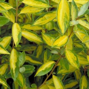 ELAEAGNUS PUNGENS / TARKALEVELŰ EZÜSTFA