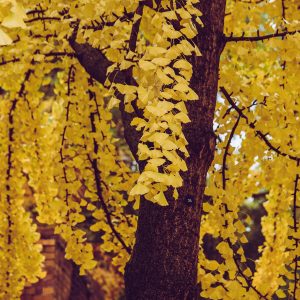 GINKGO BILOBA / PÁFRÁNYFENYŐ
