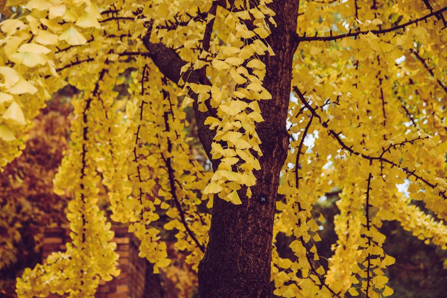 Ginkgo biloba sárga lomb