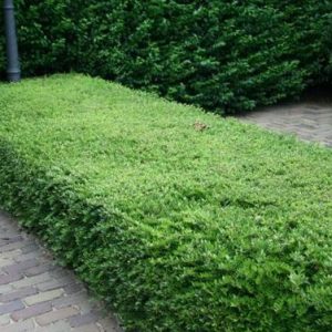 LONICERA NITIDA / ÖRÖKZÖLD MIRTUSZLONC