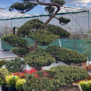 TAXUS BONSAI / TISZAFA BONSAI