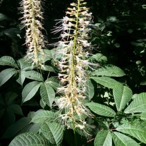 AESCULUS PARVIFLORA / CSERJÉS VADGESZTENYE