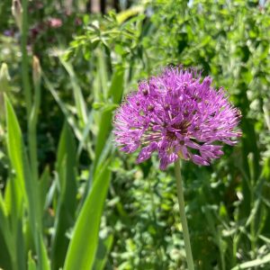 ALLIUM / HAGYMA