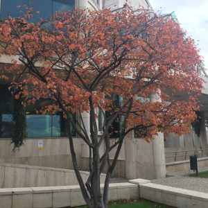 AMELANCHIER ARBOREA / RÉZVÖRÖS FANYARKA