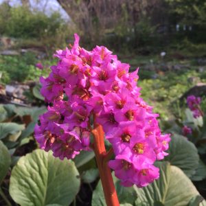 BERGENIA CORDIFOLIA / SZÍVLEVELŰ BŐRLEVÉL