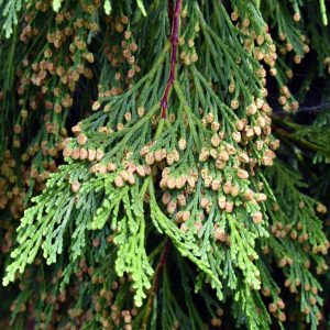 CALOCEDRUS / GYANTÁSCIPRUS