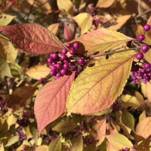 CALLICARPA BODINIERI / KÍNAI LILABOGYÓ