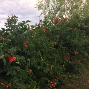 CAMPSIS RADICANS / TROMBITAFOLYONDÁR