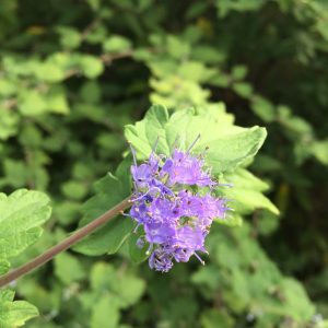 CARYOPTERIS INCANA / KÍNAI KÉKSZAKÁLL