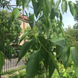 CELTIS AUSTRALIS / KELETI OSTORFA