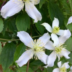 CLEMATIS MONTANA / HEGYI ISZALAG