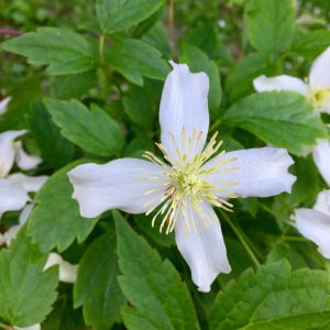 CLEMATIS SPECIES / ISZALAG