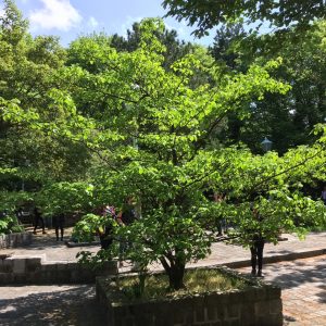 CORNUS CONTROVERSA / SZÓRTLEVELŰ SOM