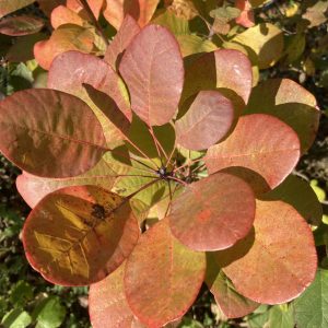 COTINUS COGGYGRIA / CSERSZÖMÖRCE