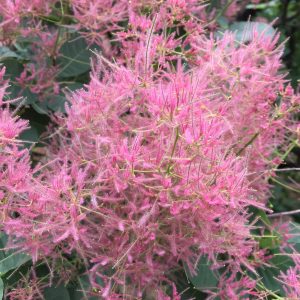 COTINUS COGGYGRIA / CSERSZÖMÖRCE