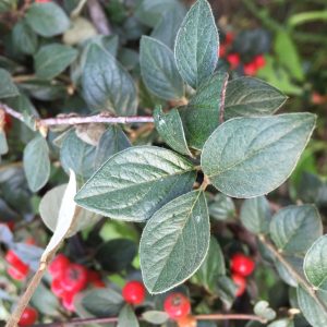 COTONEASTER HYBRID / KÚSZÓ MADÁRBIRS