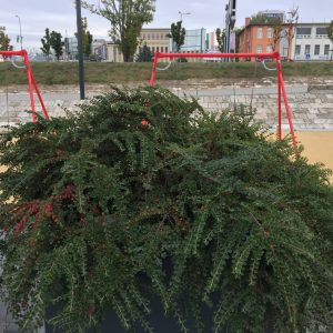 COTONEASTER HORIZONTALIS / KERTI MADÁRBIRS