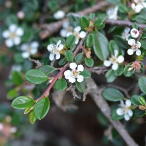 COTONEASTER MICROPHYLLUS / KISLEVELŰ MADÁRBIRS
