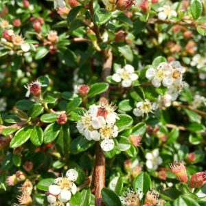 COTONEASTER SUE. / SVÉD MADÁRBIRS