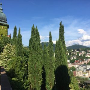 CUPRESSUS / CIPRUS