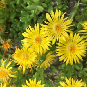 DELOSPERMA NUBIGENUM / SÁRGA DÉLVIRÁG