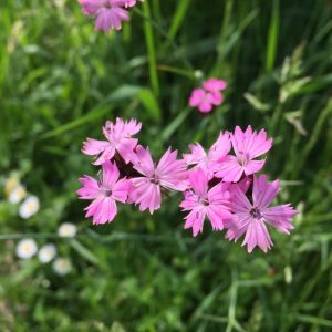 DIANTHUS / SZEGFŰ