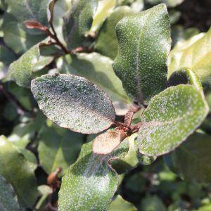 ELAEAGNUS EBBINGEI / SZÉLESLEVELŰ EZÜSTFA