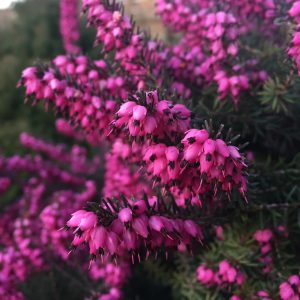 ERICA CARNEA / ALPESI HANGA