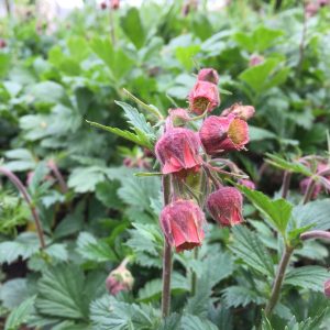 GEUM / GYÖMBÉR
