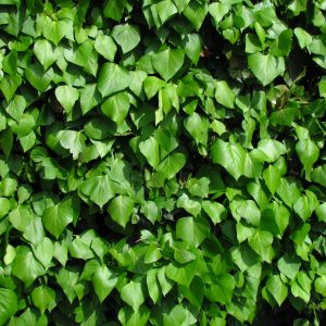 HEDERA HELIX / KÖZÖNSÉGES BOROSTYÁN