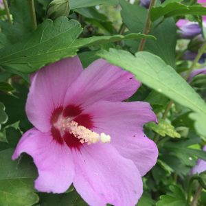 HIBISCUS SYRIACUS / KERTI MÁLYVACSERJE