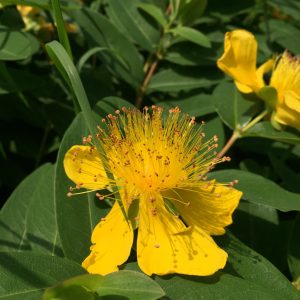 HYPERICUM CALYCINUM / ÖRÖKZÖLD ORBÁNCFŰ