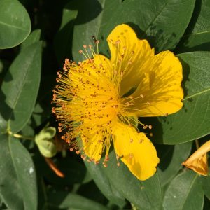 HYPERICUM PERFORATUM / KÖZÖNSÉGES ORBÁNCFŰ
