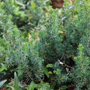 JUNIPERUS CONFERTA / FÖVENYBORÓKA