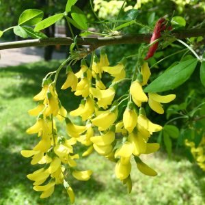 LABURNUM / ARANYESŐ