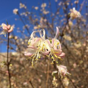 LONICERA STANDISHII / LÁNDZSÁS LONC