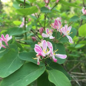 LONICERA SPECIES / LONC FAJTÁK