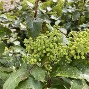 MAHONIA AQUIFOLIUM / KÖZÖNSÉGES MAHÓNIA