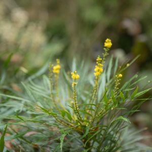 MAHONIA EURYBR. / KESKENYLEVELŰ MAHÓNIA