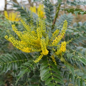 MAHONIA MEDIA / DÚSVIRÁG CSERJÉS MAHÓNIA