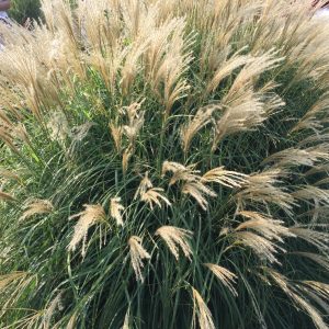 MISCANTHUS SINENSIS / JAPÁNFŰ