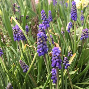 MUSCARI ARMENIACUM / ÖRMÉNY GYÖNGYIKE