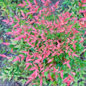 NANDINA DOMESTICA / JAPÁN SZENTFA