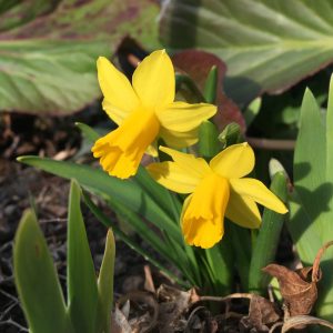 NARCISSUS TETE A TETE / NÁRCISZ