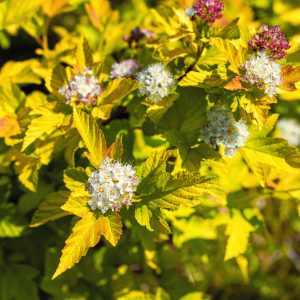 PHYSOCARPUS / HÓLYAGVESSZŐ