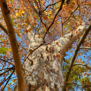 PLATANUS ACER / PLATÁN